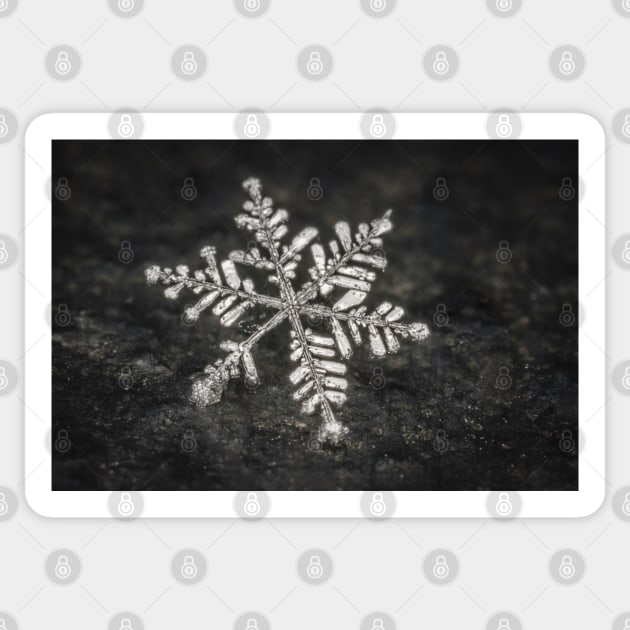 Freshly Fallen Snow Flake. Macro Photography Sticker by love-fi